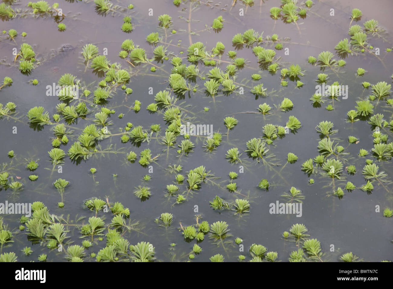 Aquatic Britain British Common Dorset England English Europe European