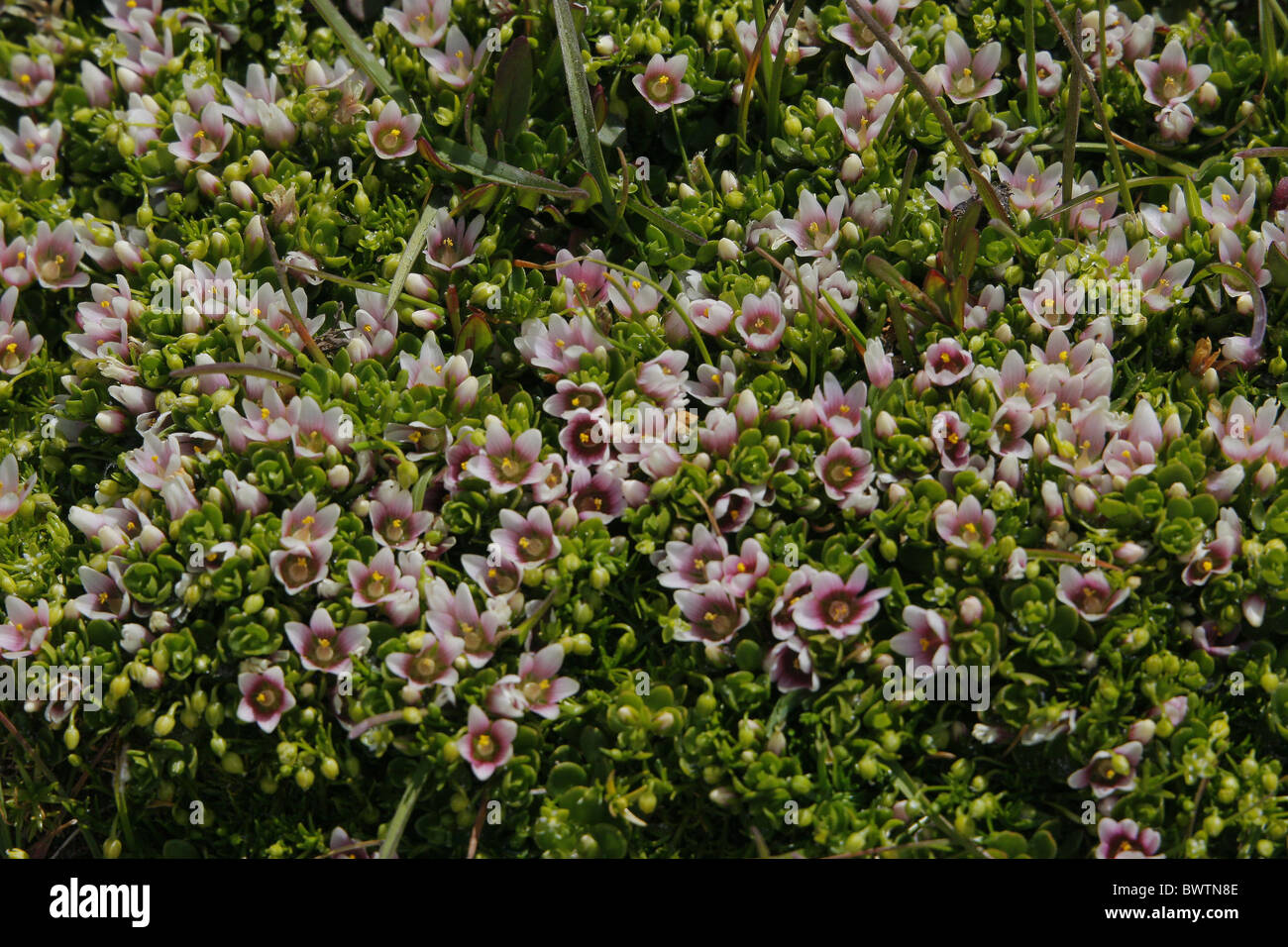 Pimpernel Anagallis alternifolia flowering Stock Photo
