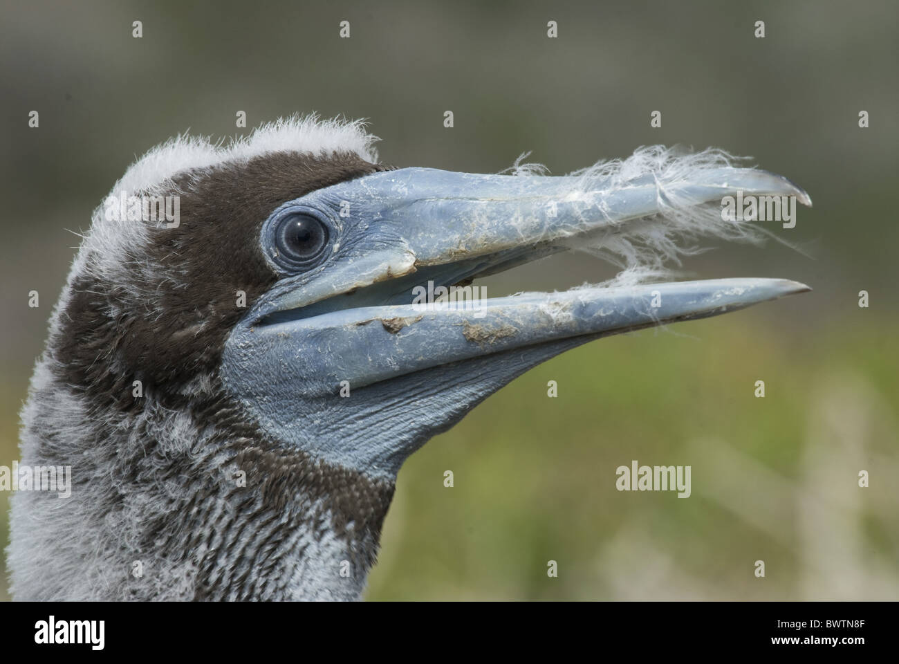Brown Booby (Sula leucogaster) chick, close-up of head, Christmas Island, Australia Stock Photo