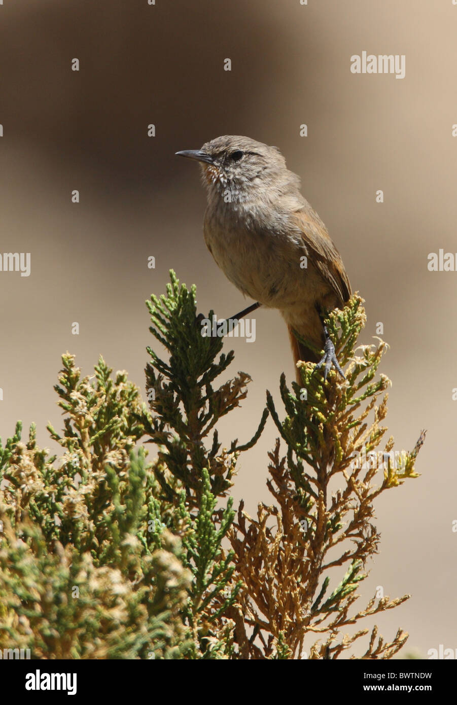 Puna Canastero (Asthenes sclateri) adult, perched on bush, Jujuy, Argentina, january Stock Photo