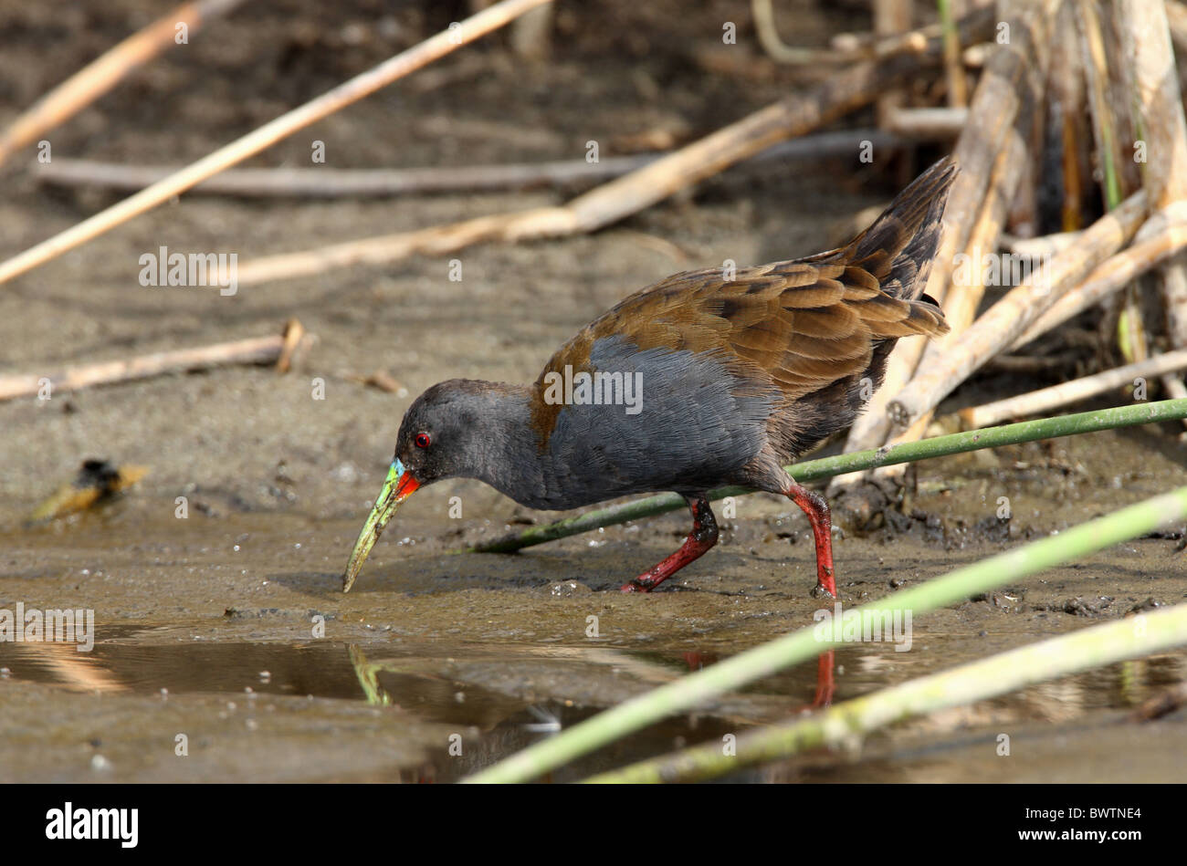 Plumbeous Rail (Pardirallus sanguinolentus) adult, feeding in marsh, Buenos Aires Province, Argentina, january Stock Photo