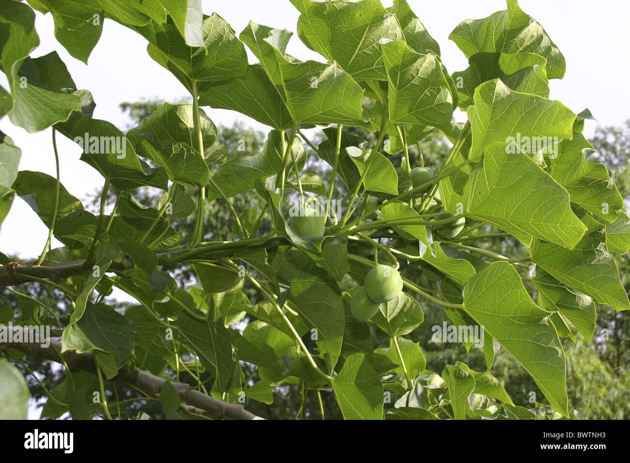 Physic Nut Jatropha curcas leaves fruit growing Stock Photo   Alamy