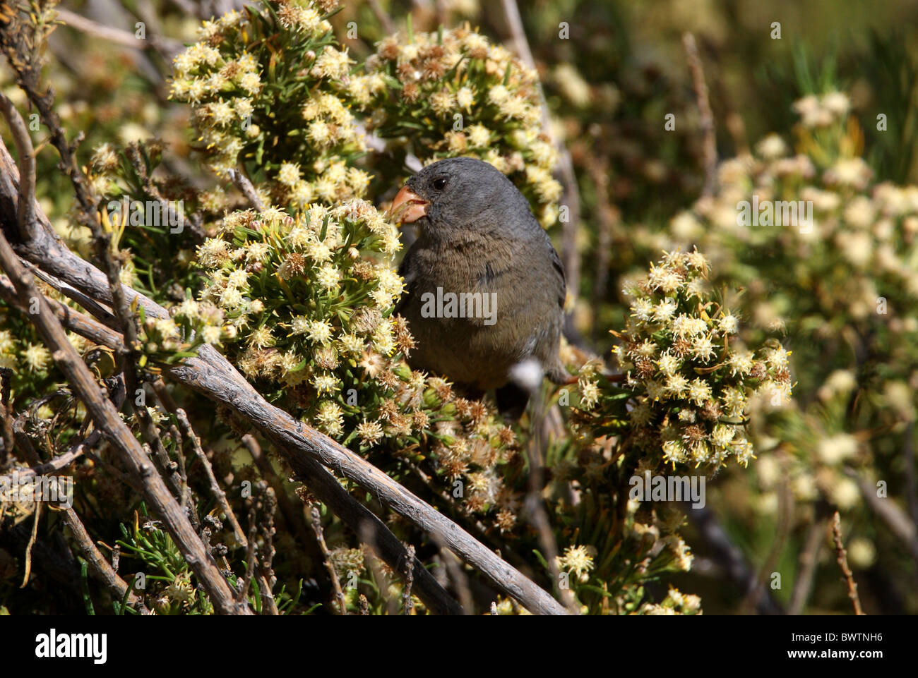 Plain-coloured Seedeater (Catamenia inornata) adult male, feeding in flowering bush, Jujuy, Argentina, january Stock Photo