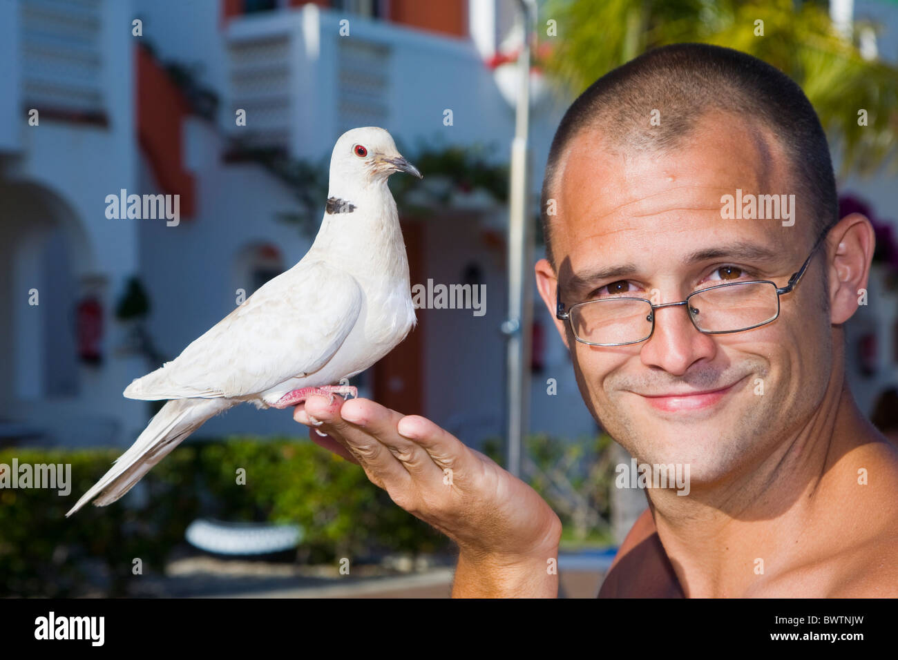 Man with a tame collared dove Stock Photo Alamy