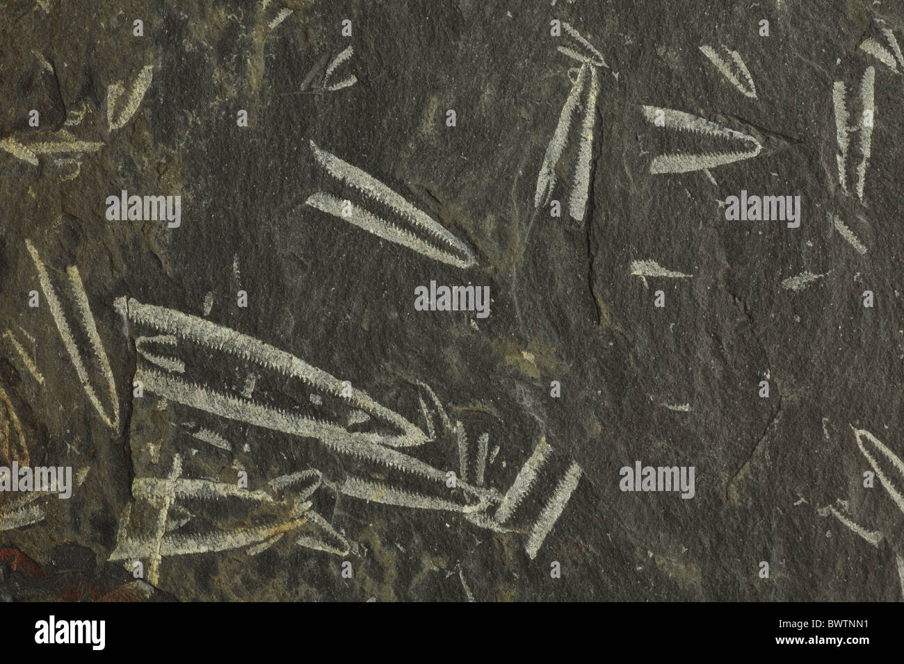 graptolite fossil fossilized Didymograptus murchisoni ordovician tuning