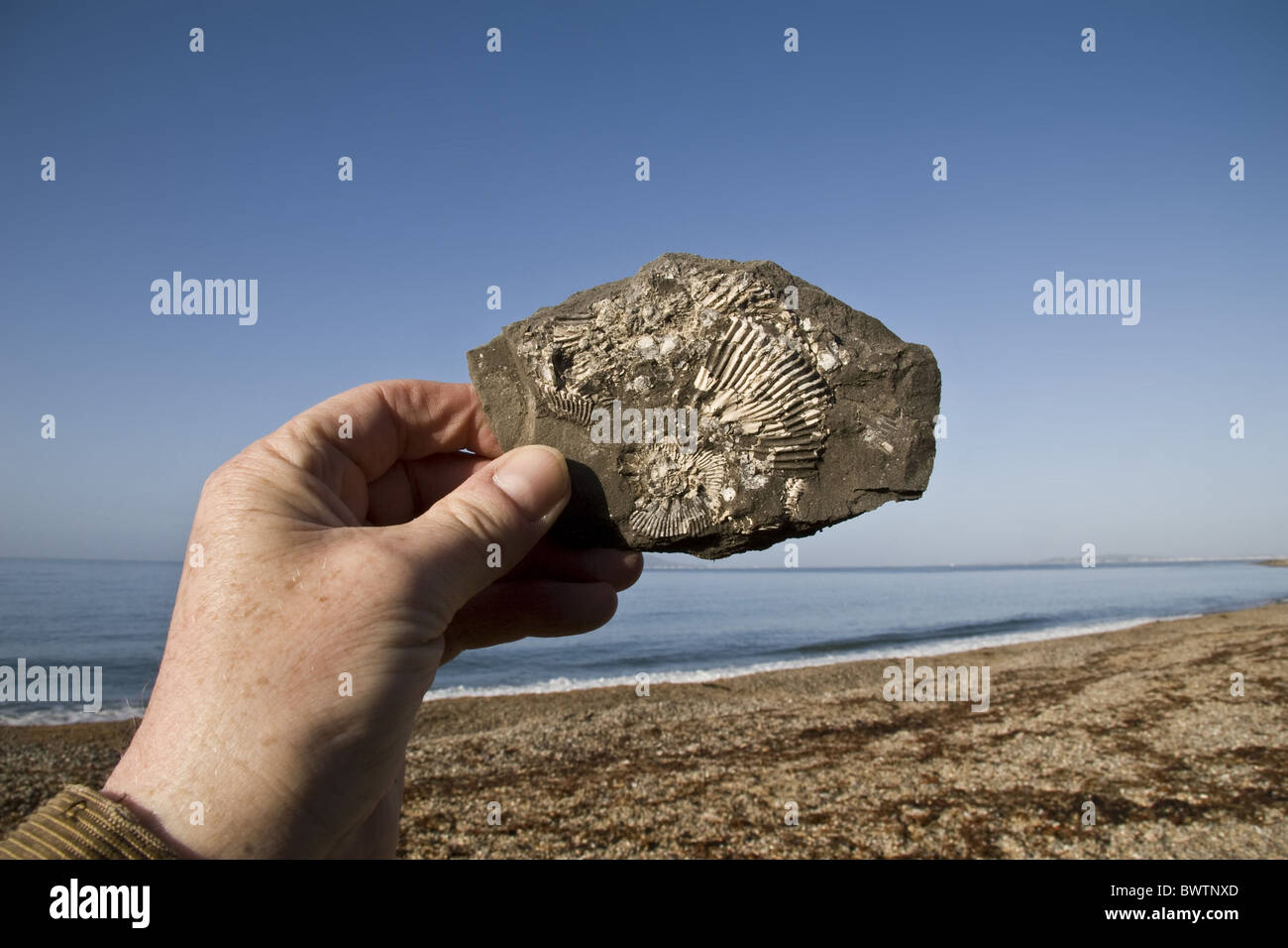 britain british england english europe european fossil fossils