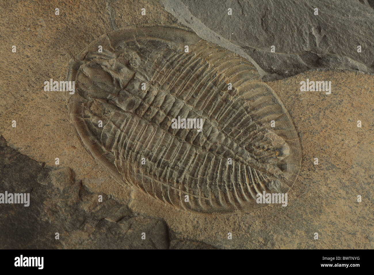 Ogygiocarella debuchii trilobite fossil fossilized wales welsh lower