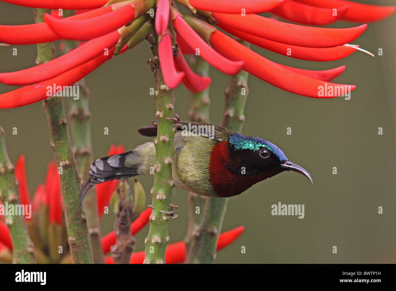 Fork-tailed Sunbird (Aethopyga christinae) adult male, perched in Red Hot Poker Tree (Erythrina speciosa), Hong Kong, China, m Stock Photo