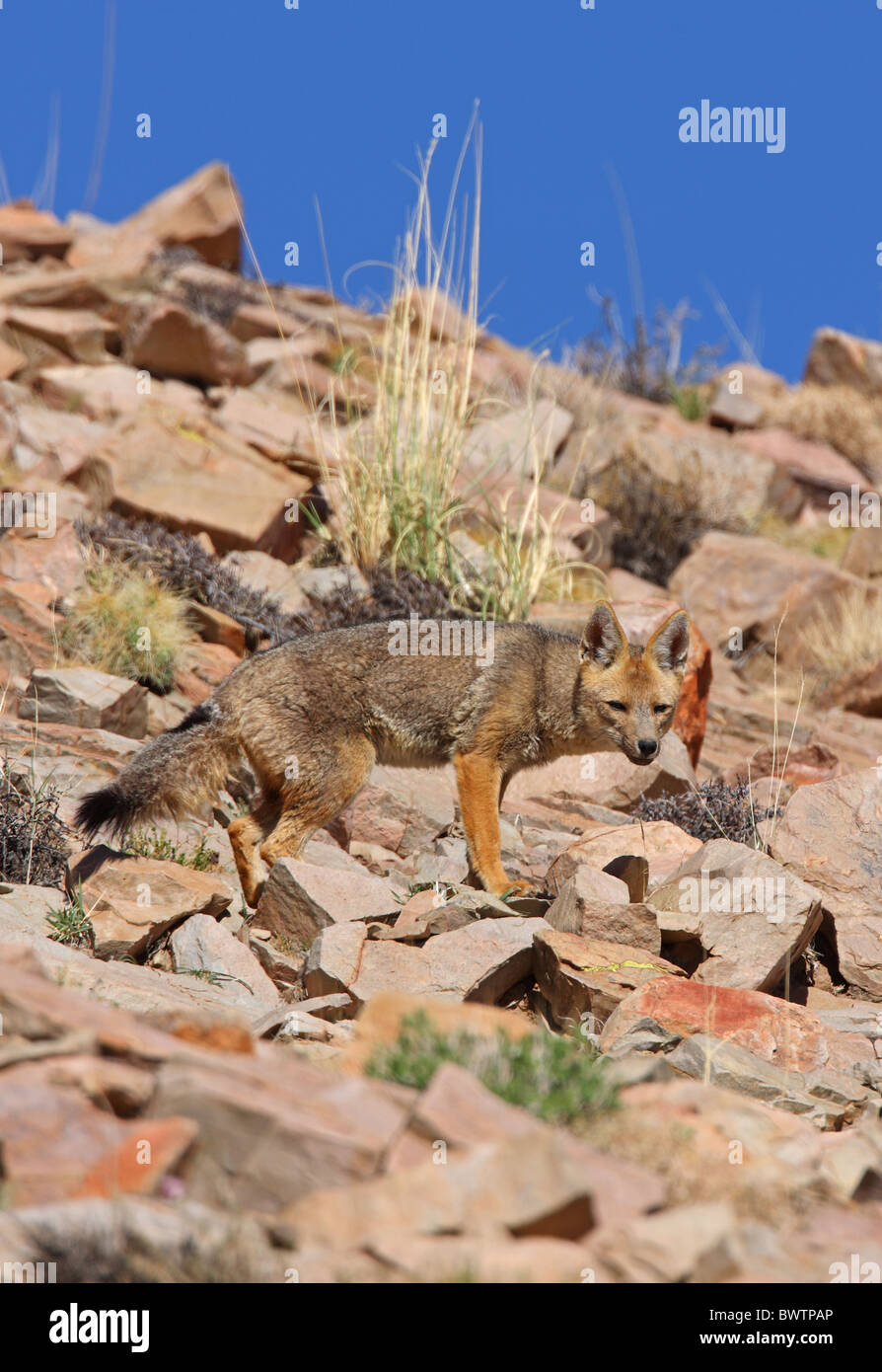 fox foxes zorro zorros carnivore carnivores "south america" "south american" mammal mammals animal animals "pseudalopex Stock Photo