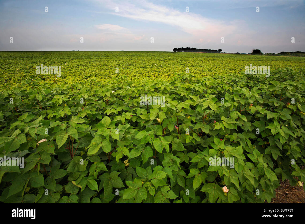 Soya plantations hi-res stock photography and images - Alamy