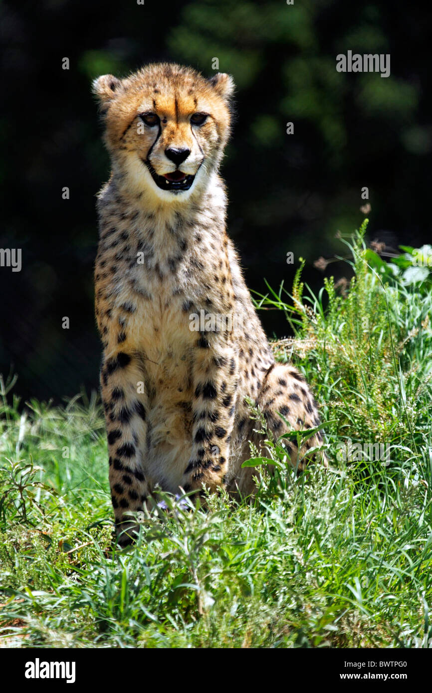 Cheetah Acinonyx jubatus Texas Glen Rose Fossil Rim Wildlife Center Felidae cat family United States of America Stock Photo