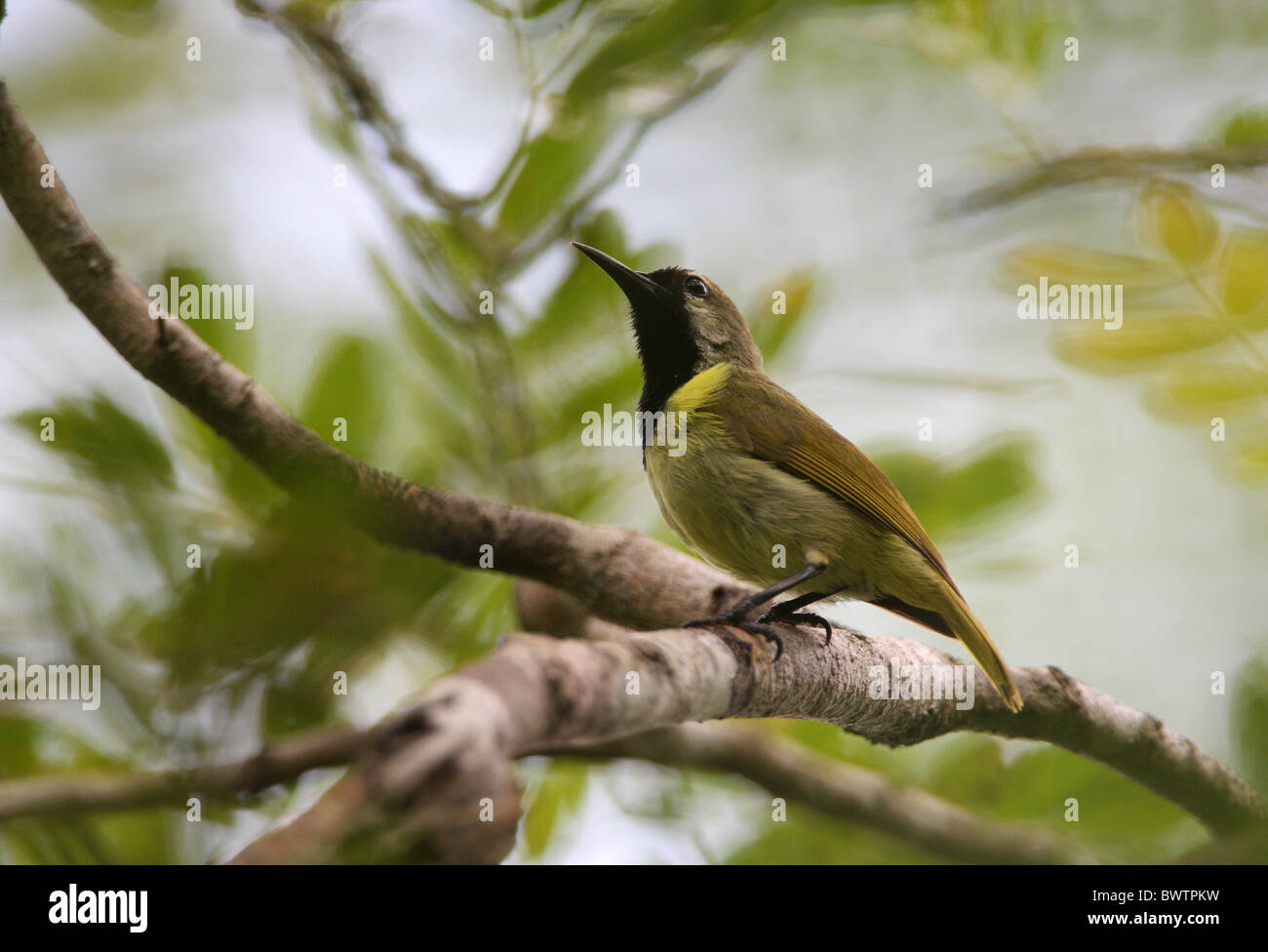 Plain-backed Sunbird (Anthreptes reichenowi yokanae) adult male, perched in tree, Arabuko-Sokoke Forest, Kenya, november Stock Photo