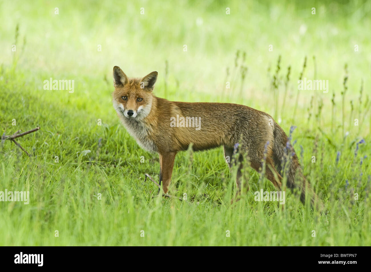 European Red Fox Vulpes vulpes adult male Stock Photo - Alamy