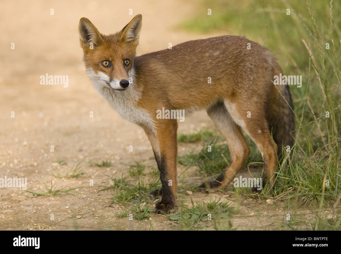 European Red Fox Vulpes vulpes cub standing edge Stock Photo - Alamy
