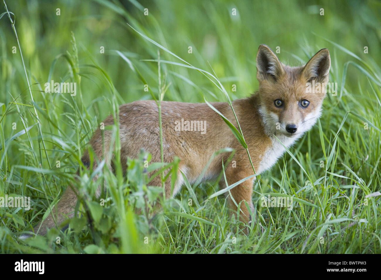 European Red Fox Vulpes vulpes cub standing edge Stock Photo - Alamy
