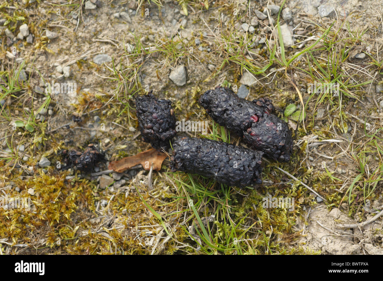 Does Fox Poo Look Like Dog Poop