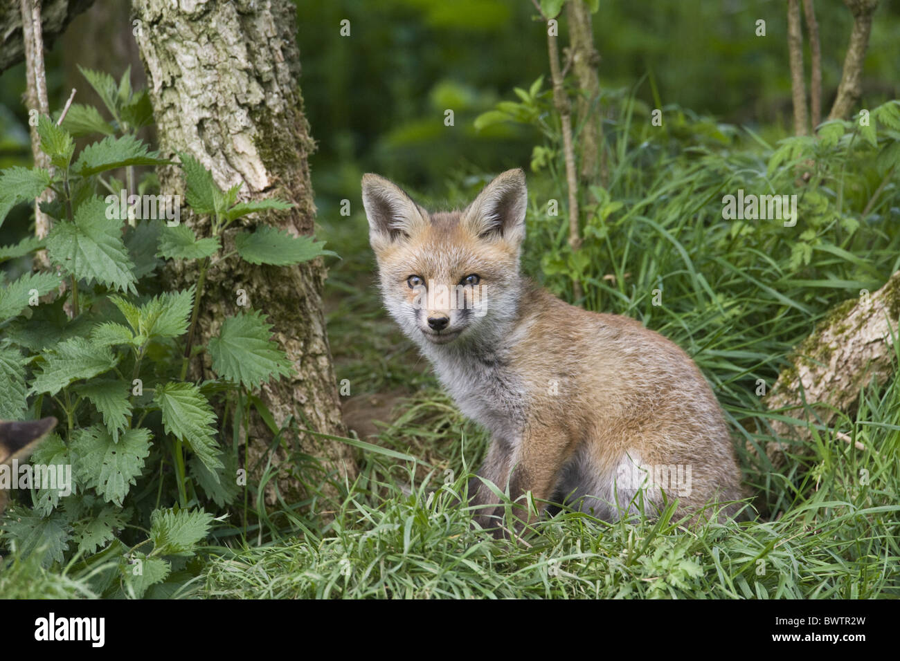 European Red Fox Vulpes vulpes cub sitting near Stock Photo - Alamy