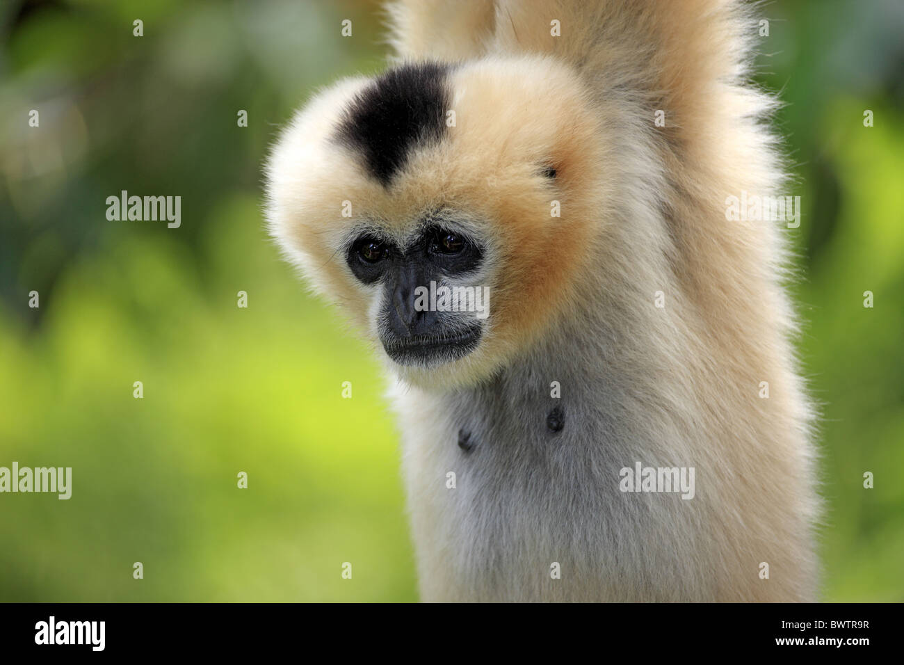 auf Baum on tree Portrait close up gibbon gibbons primate primates