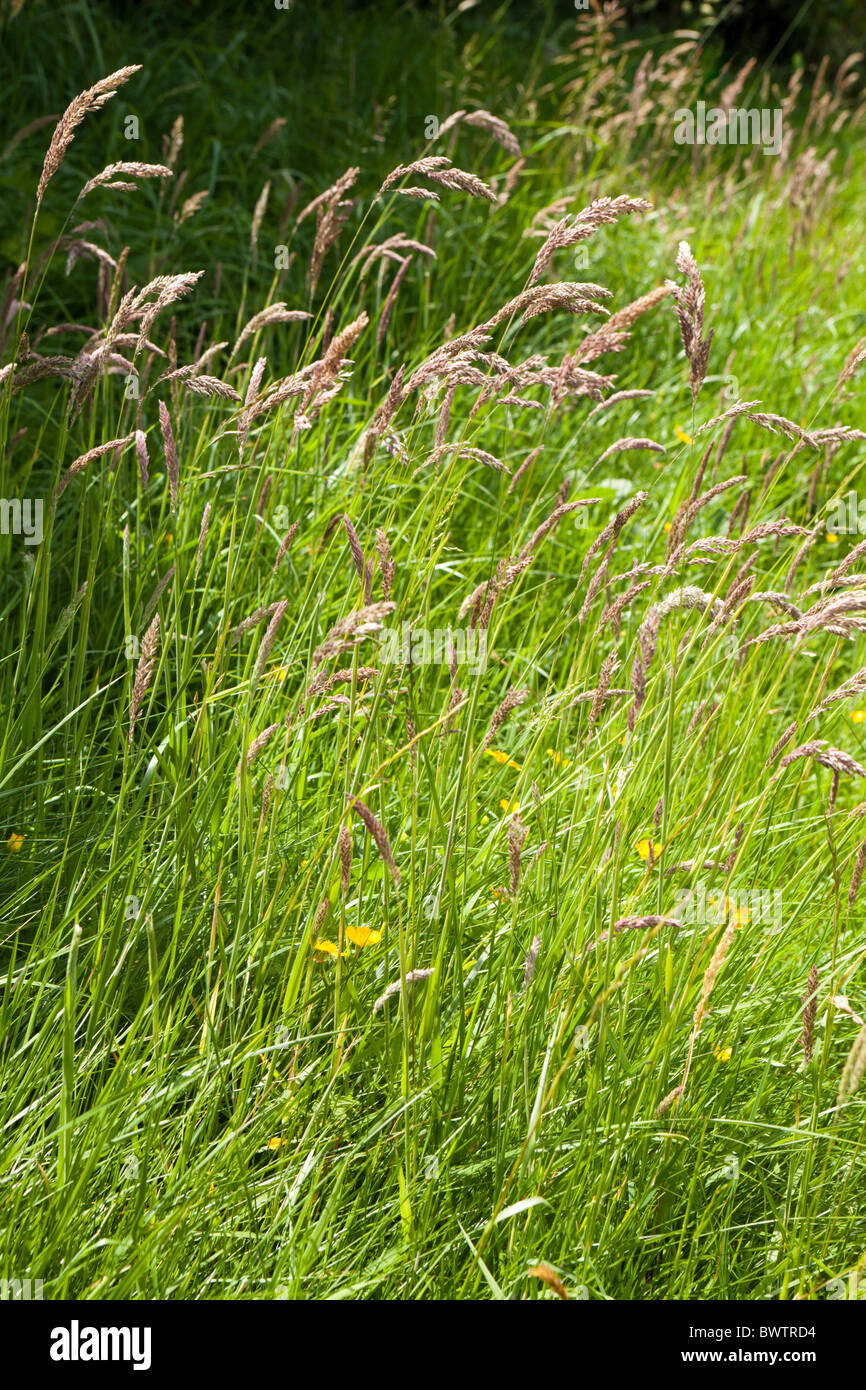 Long grass flowering Stock Photo Alamy