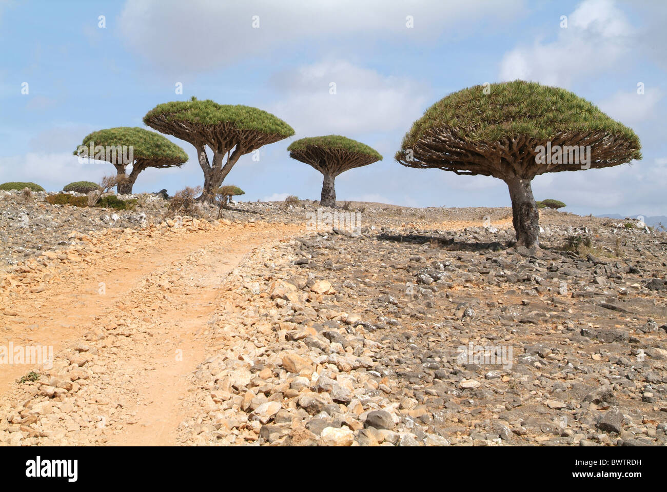 Yemen Socotra island Dicksam Dragon Blood Tree trees Dracaena cinnabari Arabic Arabian Arab