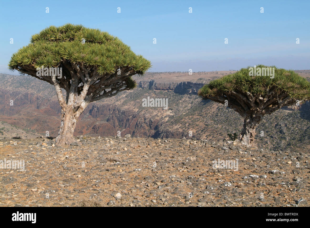 Yemen Socotra island Dicksam Dragon Blood Tree trees Dracaena cinnabari Arabic Arabian Arab