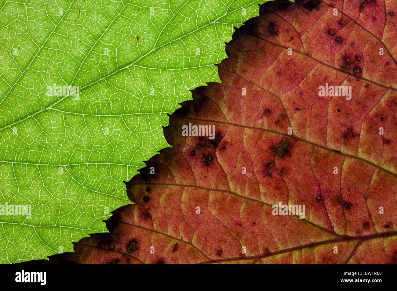 A macro shot of two leaves depicting spring autumn Stock Photo