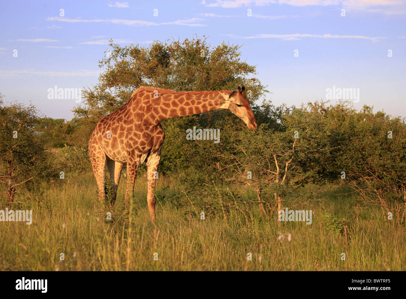 fressend feeding giraffe giraffes bovid bovidae africa african herbivore herbivores mammal