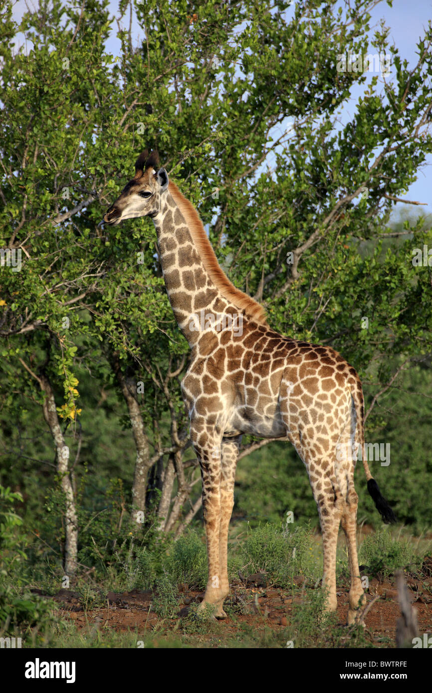 halberwachsenes Jungtier - subadult giraffe giraffes bovid bovidae africa african herbivore herbivores mammal mammals animal Stock Photo - Alamy halberwachsenes Jungtier - subadult giraffe giraffes bovid bovidae africa african herbivore herbivores mammal mammals animal Stock Photo - Alamy