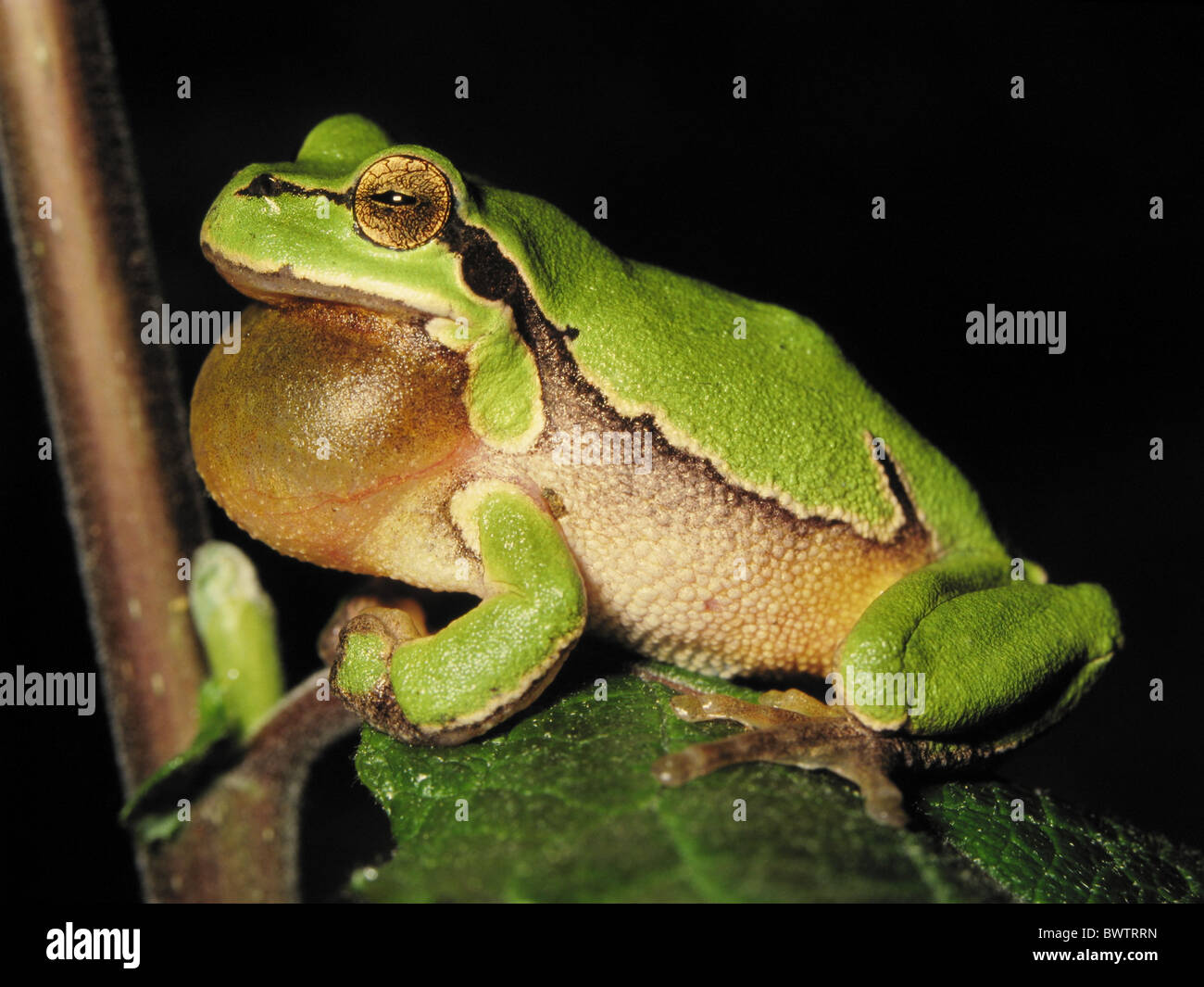 European tree frog Hyla arborea croak at night green croaking vocal sac calling nature Stock Photo
