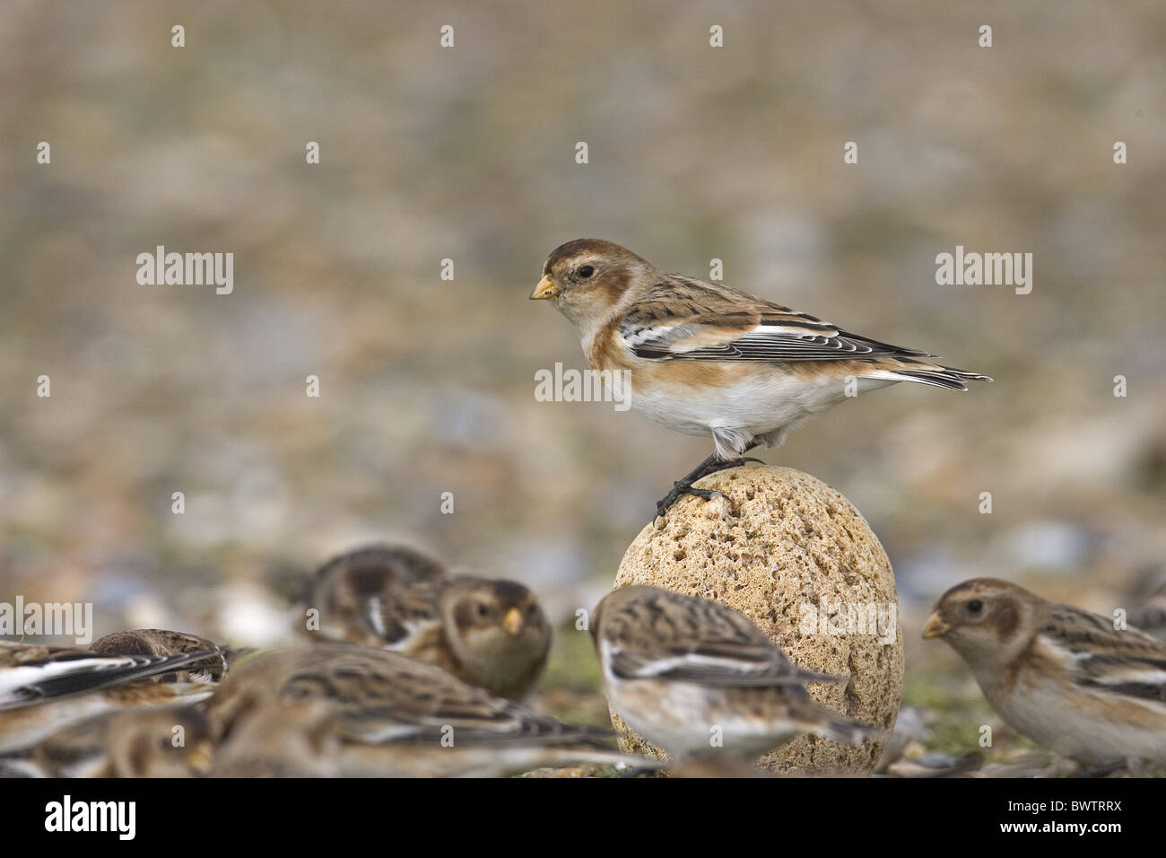 Snow Bunting (Plectrophenax nivalis) adult, perched on pebble amongst flock, Norfolk, England, winter Stock Photo