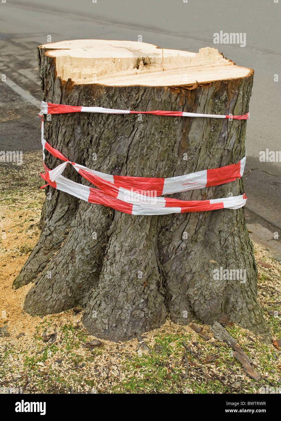 Tree stump Stock Photo