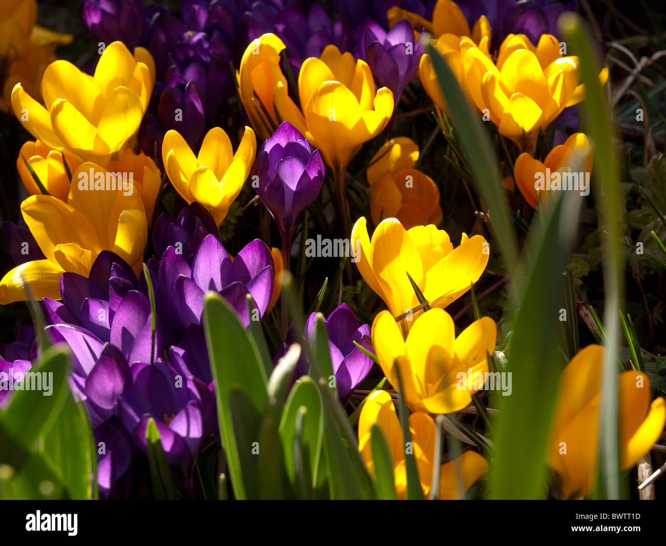 Yellow and mauve crocus in Spring Sunshine Stock Photo