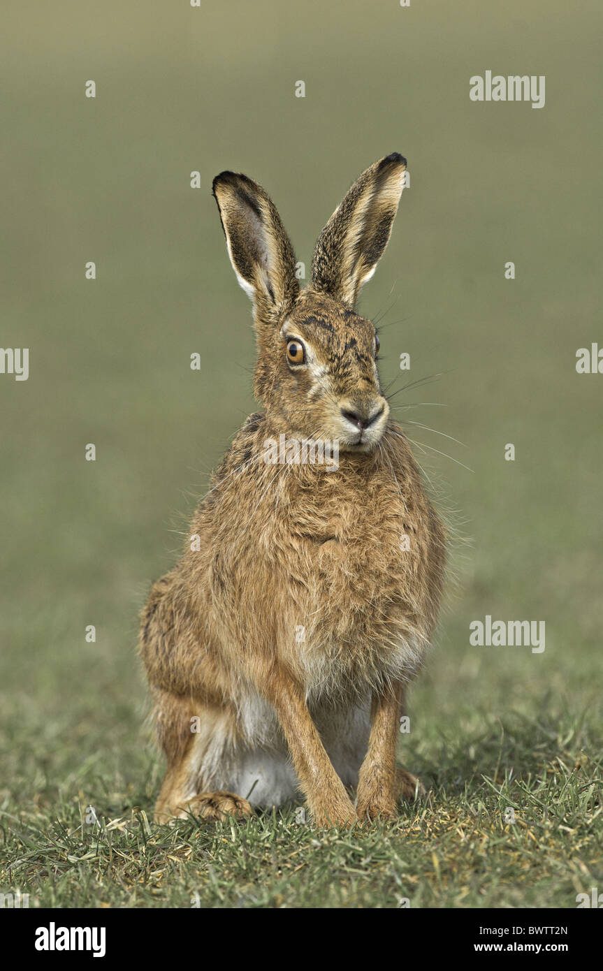 Brown Hare  Lepus europaeus Islay Spring Sunderland Farm hare hares brown eurasia eurasian europe european lagomorph Stock Photo