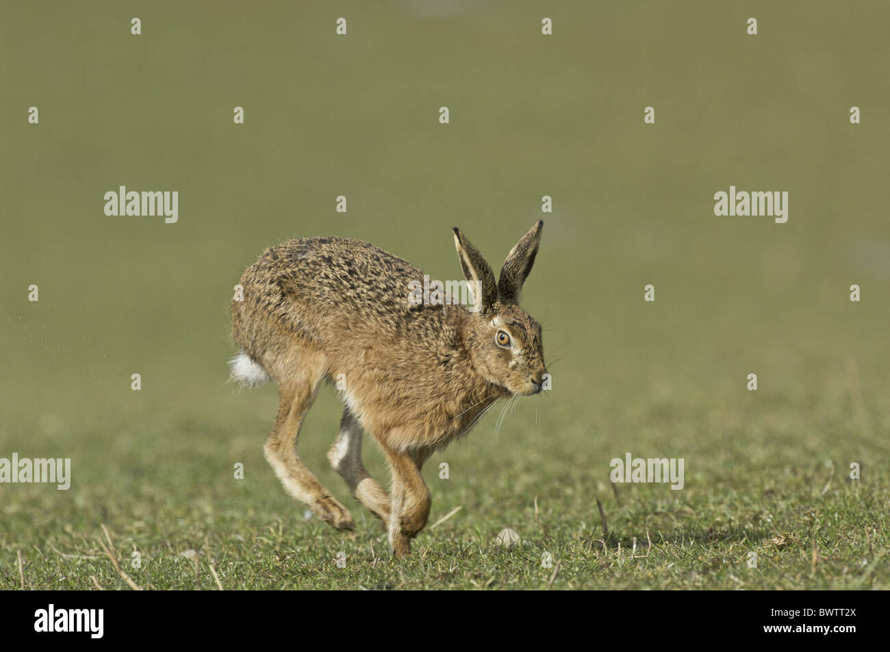 Brown Hare  Lepus europaeus Islay Spring Sunderland Farm hare hares brown eurasia eurasian europe european lagomorph Stock Photo