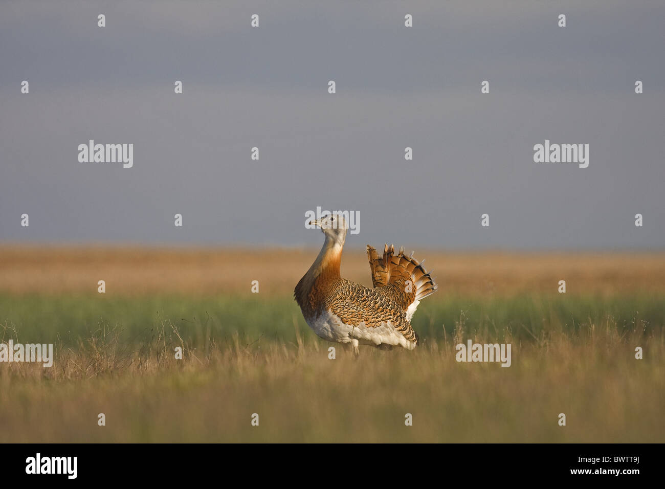 Great Bustard (Otis tarda) adult male, standing on farmland, Spain Stock Photo