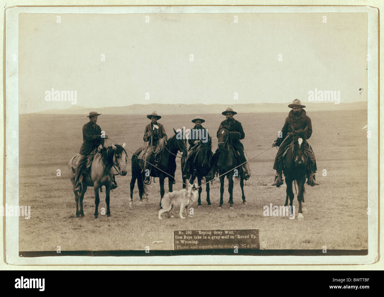 Roping wolf cowboys cowboy lasso catching Wyoming USA America United States North America wild west Grabil Stock Photo