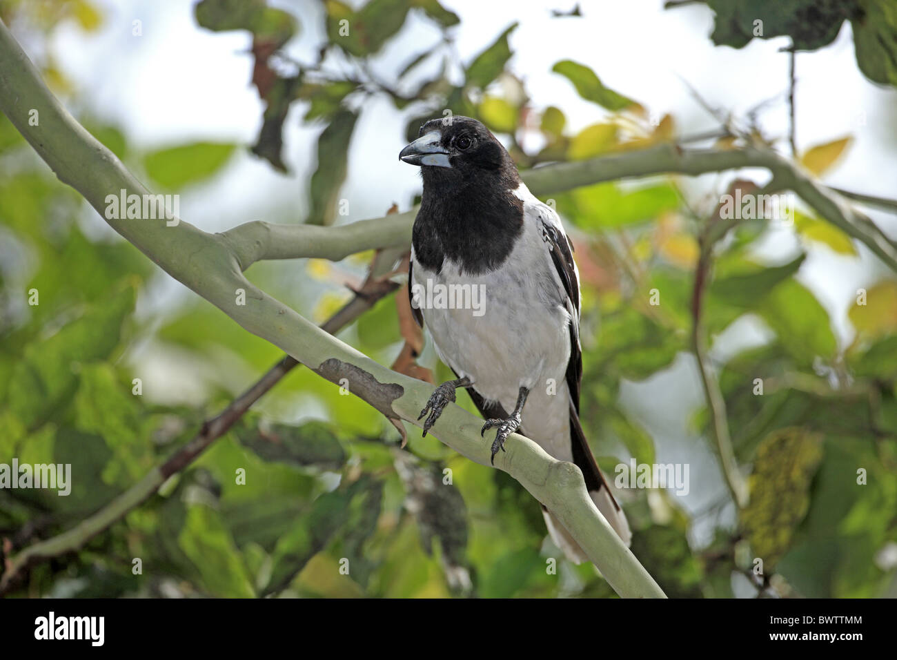 Pied Butcherbird (Cracticus nigrogularis) adult, perched on branch, Australia Stock Photo