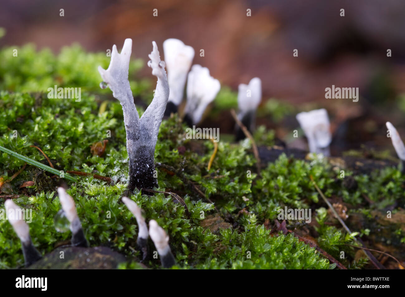 Candlestick fungus hires stock photography and images Alamy
