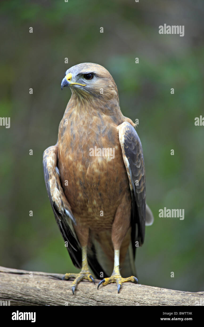 Steppe Buzzard (Buteo buteo vulpinus) adult, perched on branch, Cape Town, Western Cape, South Africa Stock Photo
