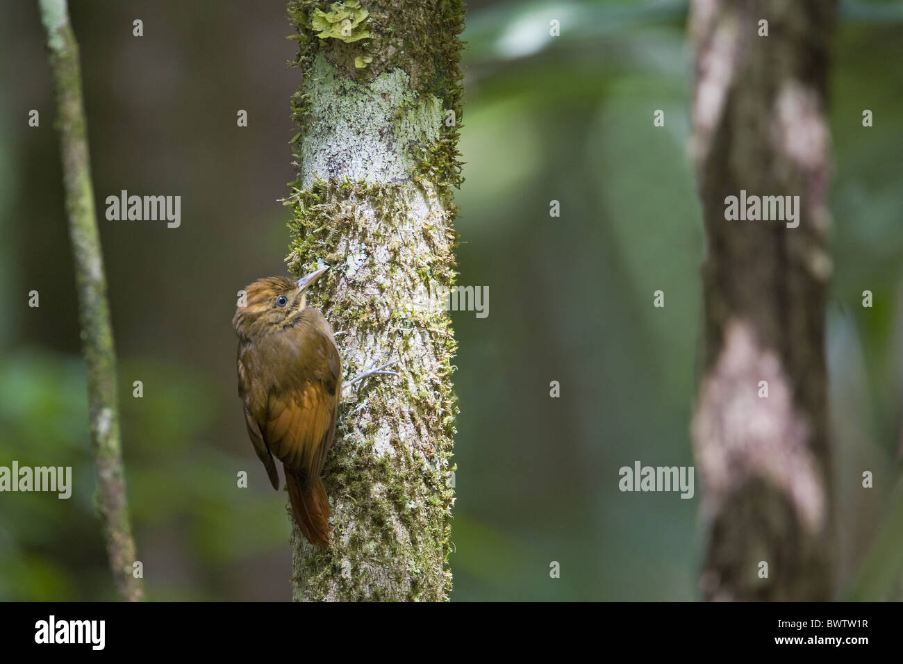 Tawny-winged woodcreeper (Dendrocincla anabatina) adult, clinging to tree trunk in forest, Belize Stock Photo