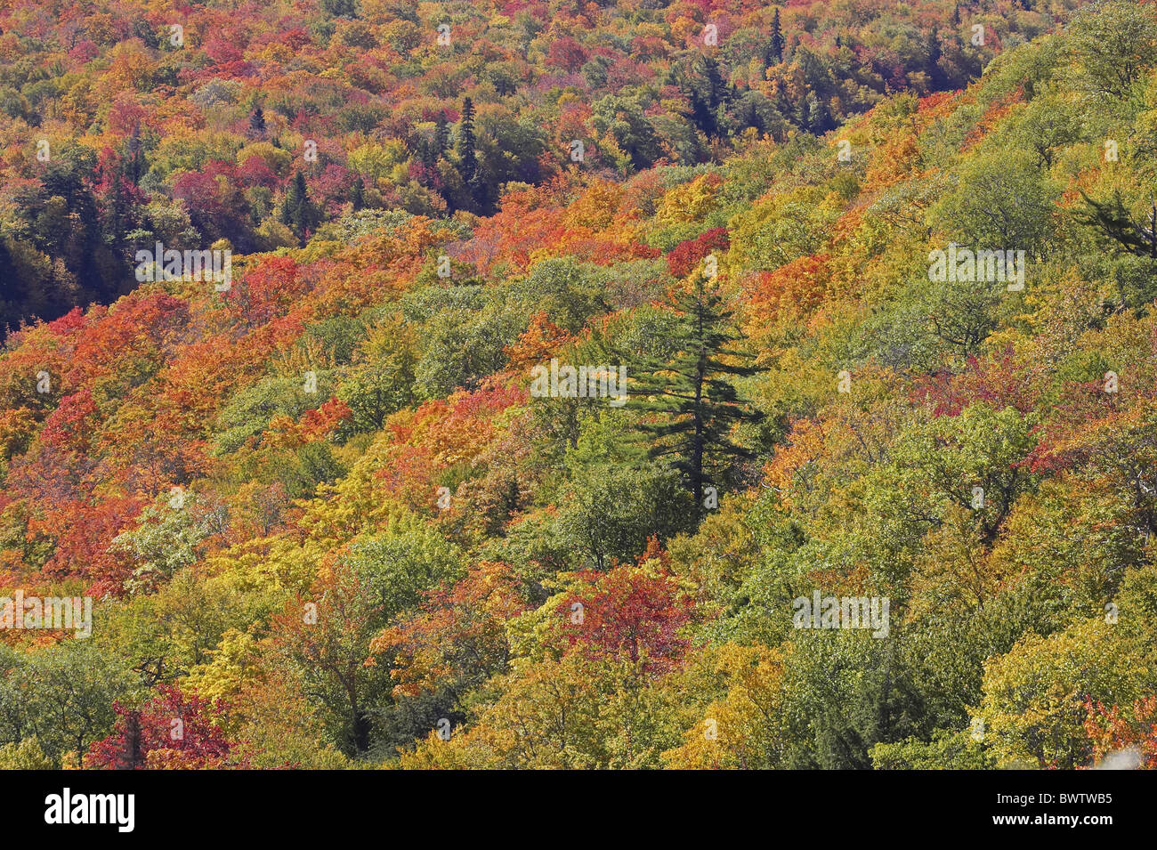 Canada autumn trees nova scotia maple hi-res stock photography and ...