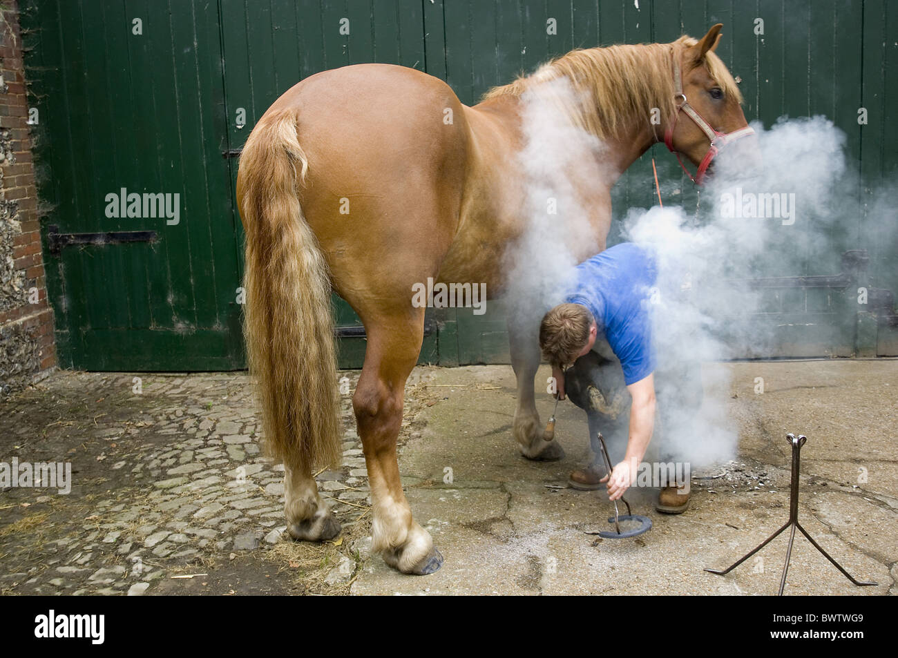 Horse being shod farrier horse hires stock photography and images Alamy