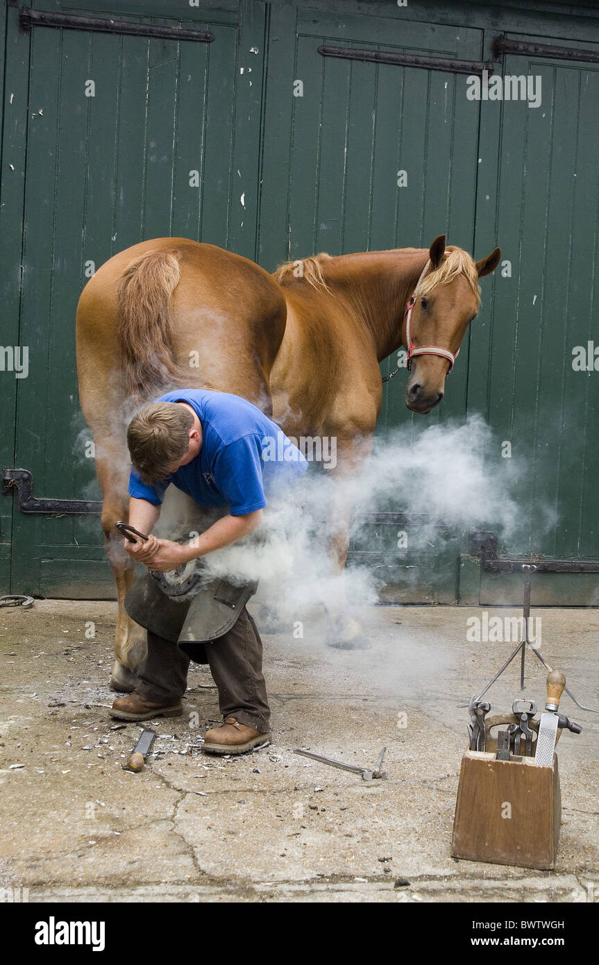 Horse being shod farrier horse hires stock photography and images Alamy