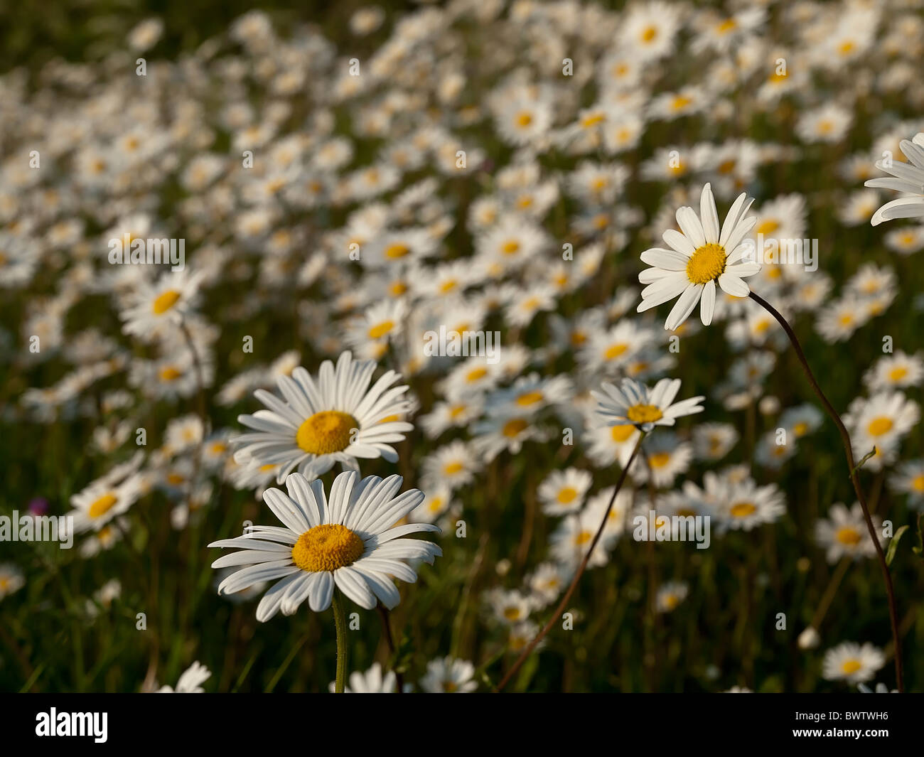 Ox-eye daisy Leucanthemum vulgare Stock Photo