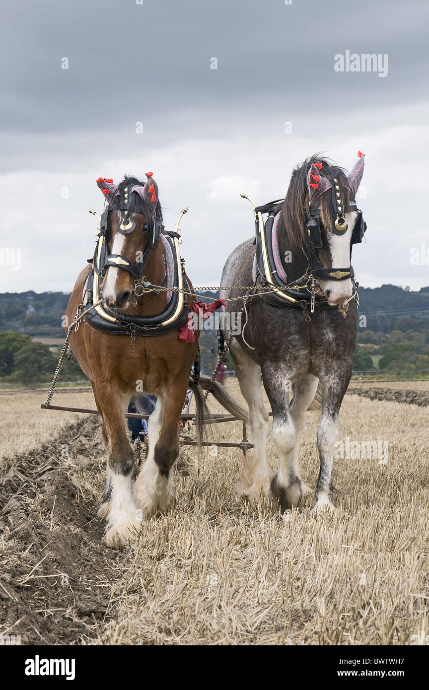 horse horses domestic domesticated farm farms farming equid equidae
