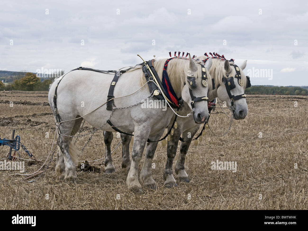 horse horses domestic domesticated farm farms farming equid equids