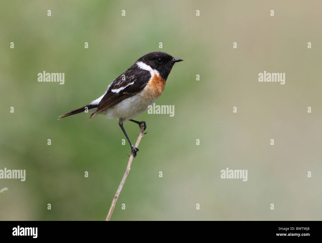 Siberian Stonechat (Saxicola maurus) adult male, perched on twig, Lake Alakol, Kazakhstan, june Stock Photo