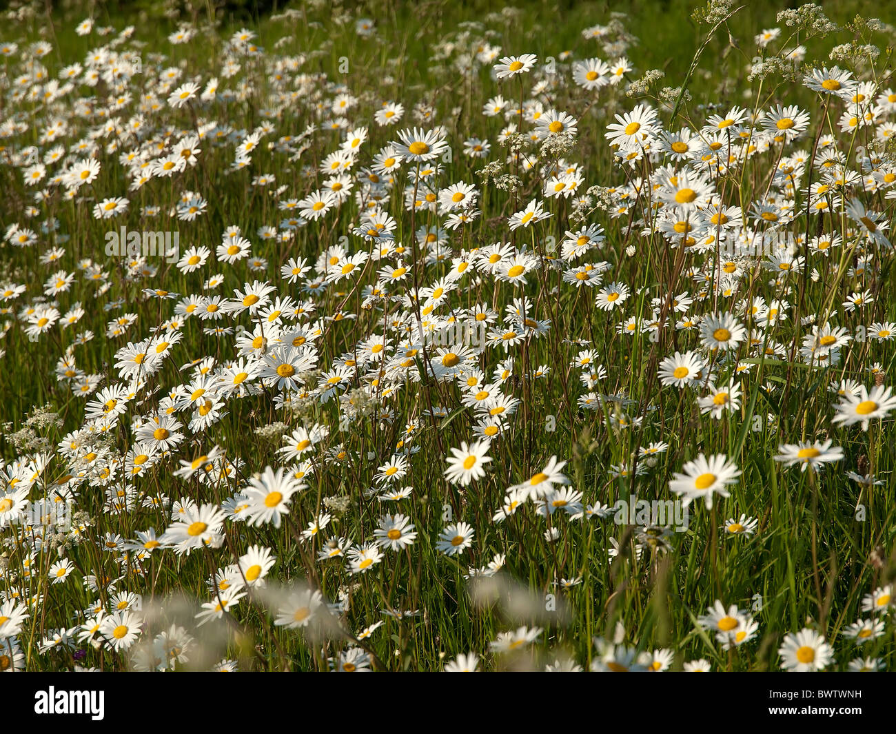 Ox-eye daisy Leucanthemum vulgare Stock Photo - Alamy
