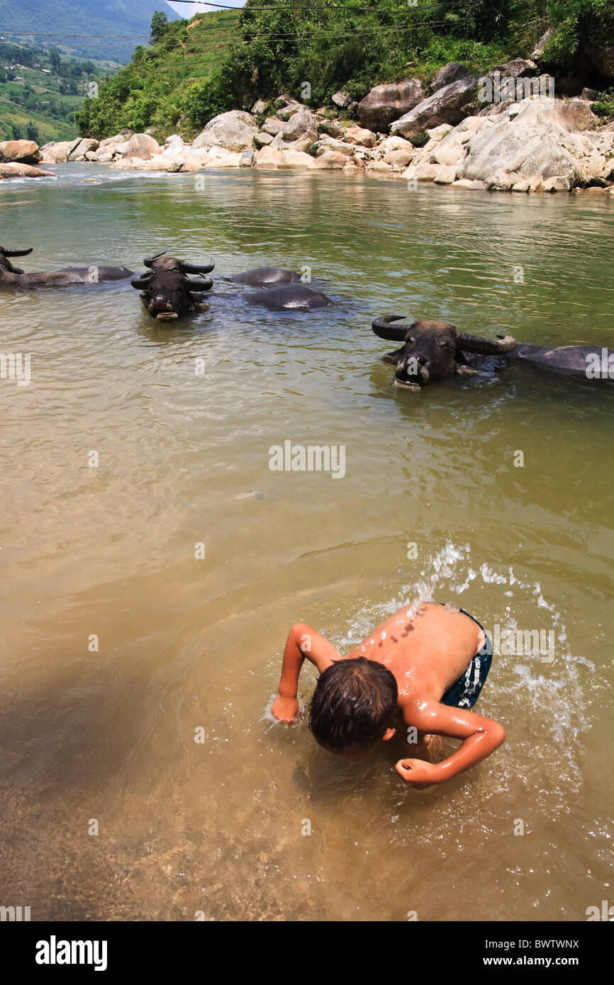Child washes with Buffalo in river, Sapa Highlands, Vietnam, Asia Stock Photo