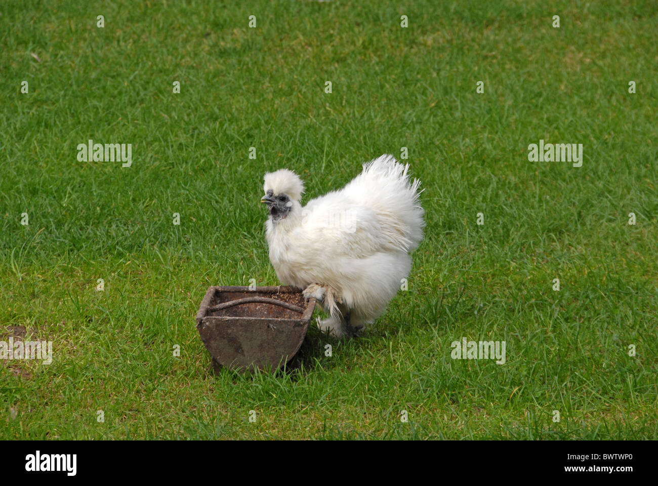 Domestic Chicken, White Silkie, hen, drinking from trough, England